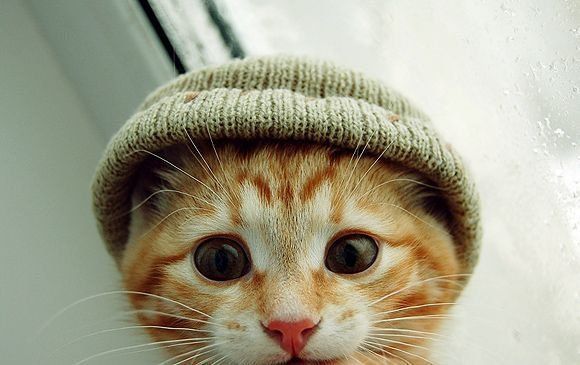 Şapkalı Kedi