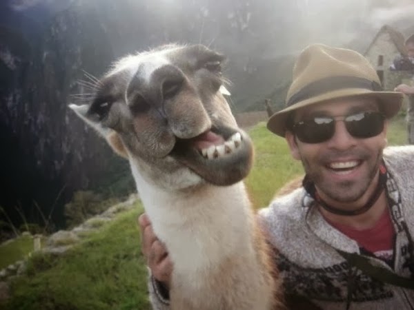 funny-animal-selfie