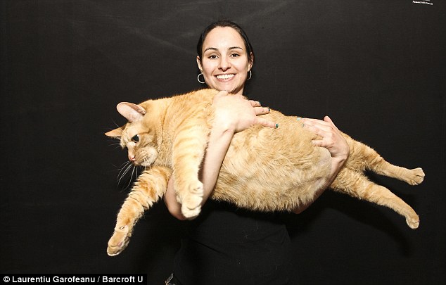 16 kiloluk kedi