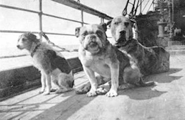Titanic'ten kurtulan köpekler