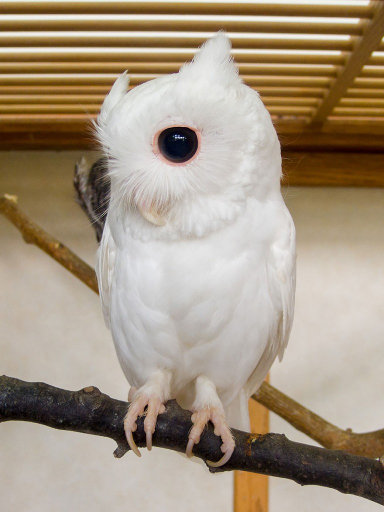 albino baykuş