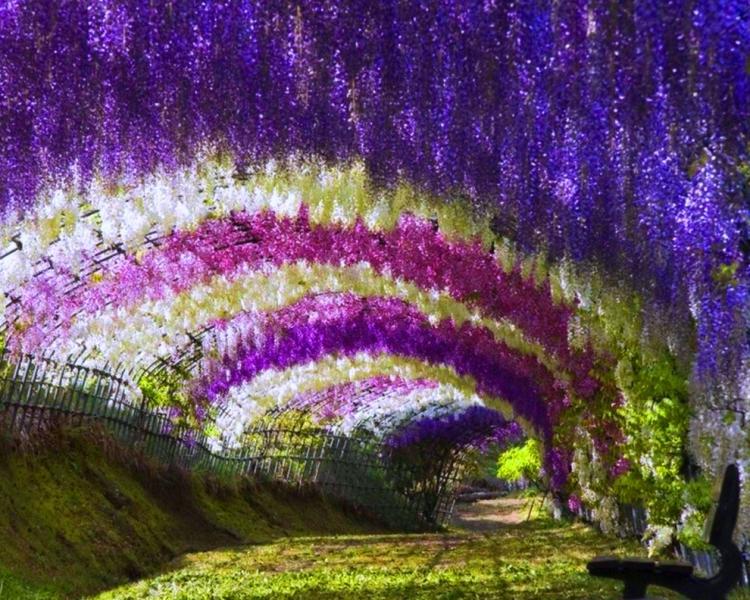 japonya çiçek bahçesi