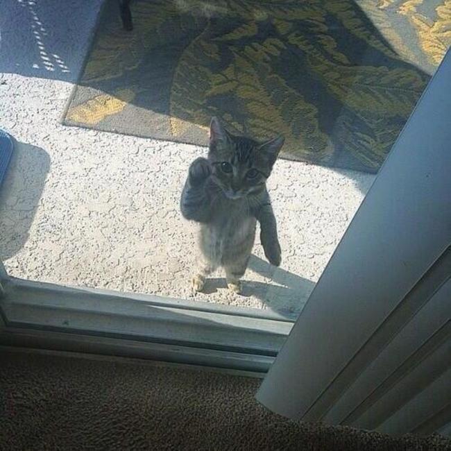 Lütfen beni içeri al diyen kediler 2