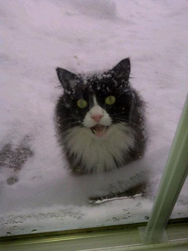 Lütfen beni içeri al diyen kediler 6