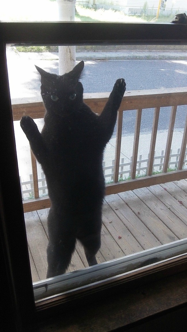 Lütfen beni içeri al diyen kediler 7