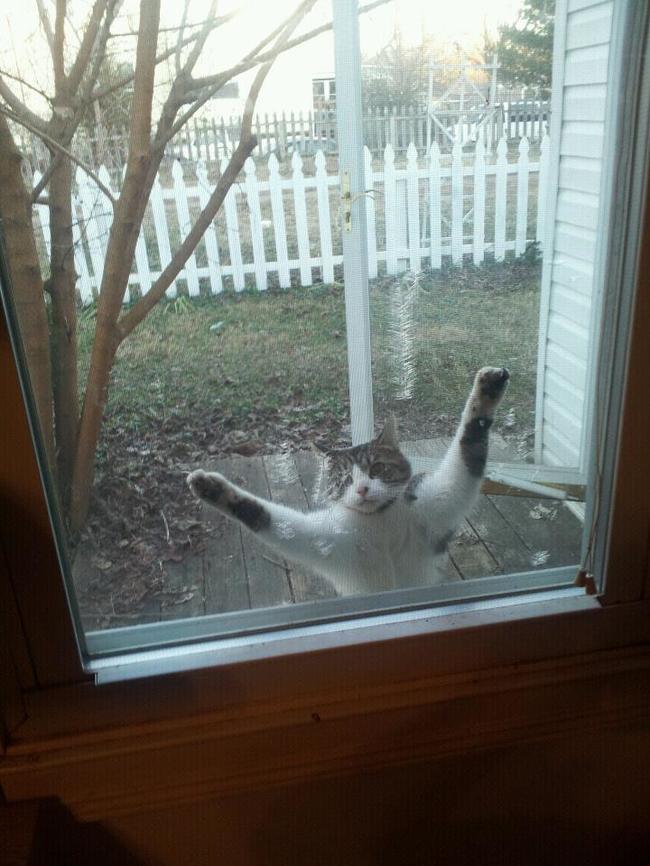 Lütfen beni içeri al diyen kediler 8