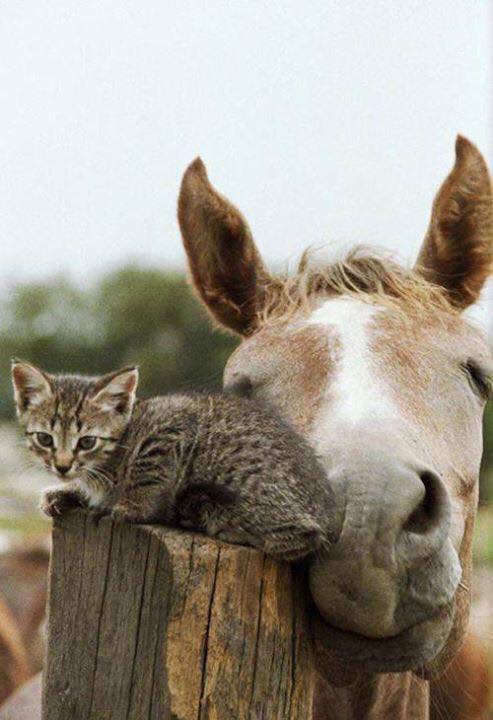 at ve kedi dostluğu