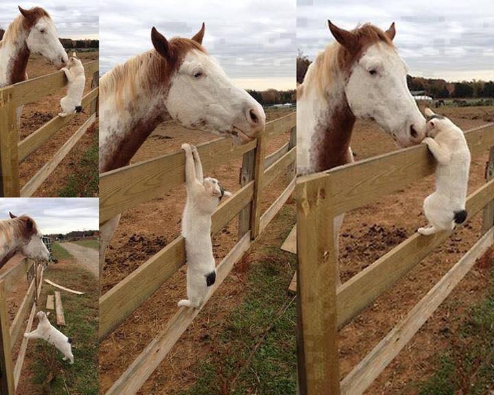 at ve kedilerin dostluğu