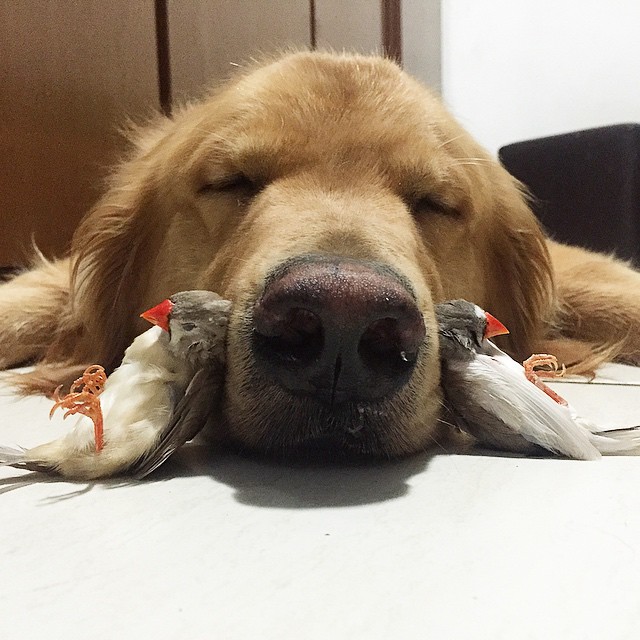 kuş ve köpek dostluğu