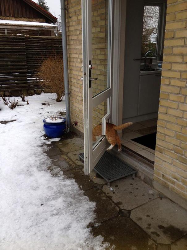 kedi kapı