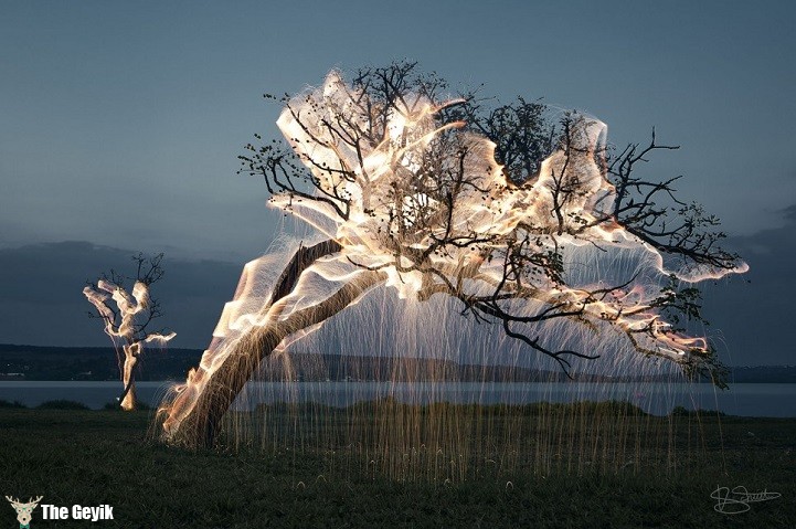 ağaç ışık