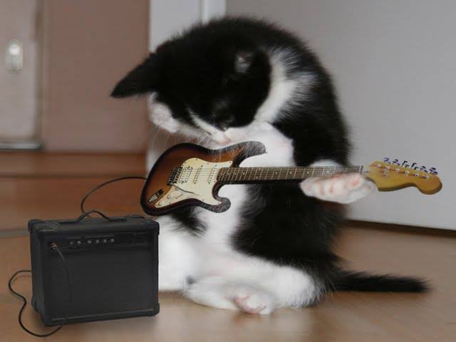 gitar kedi