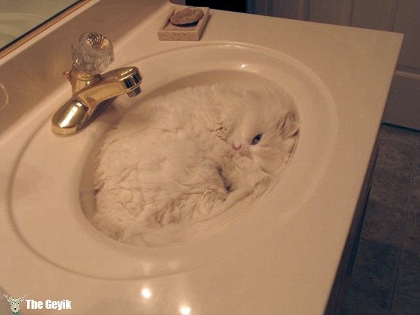 kedi lavabo