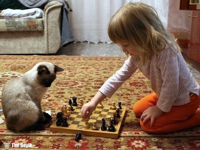 satranç oynayan kedi