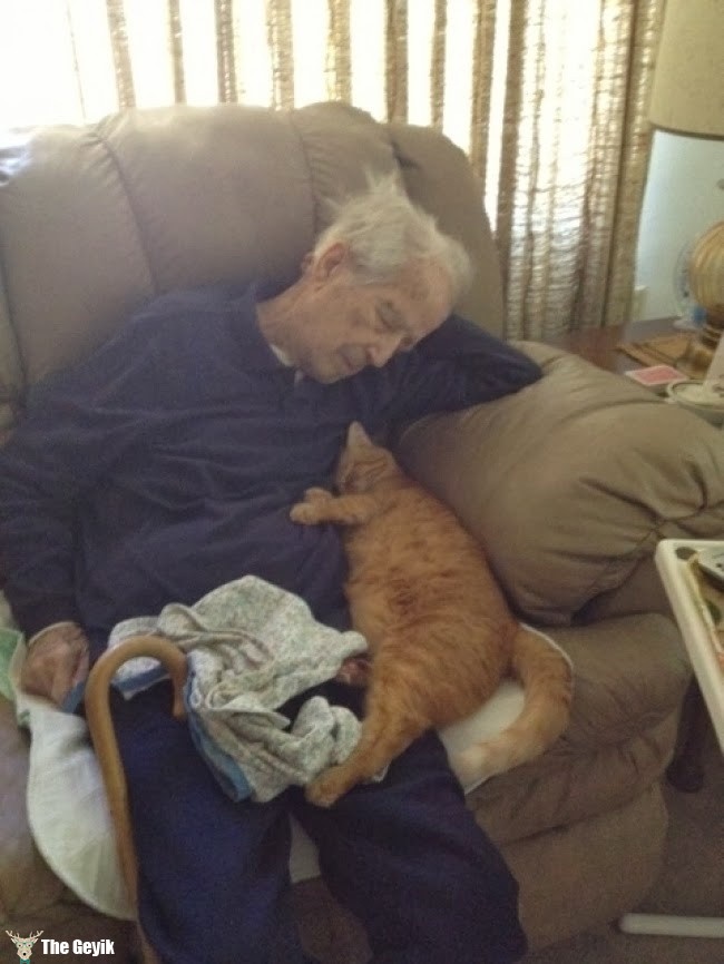 yaşlıyla uyuyan kedi