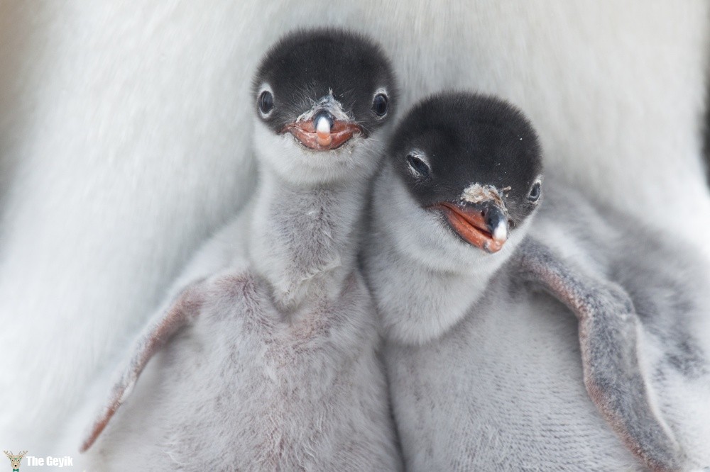 bebek penguenler