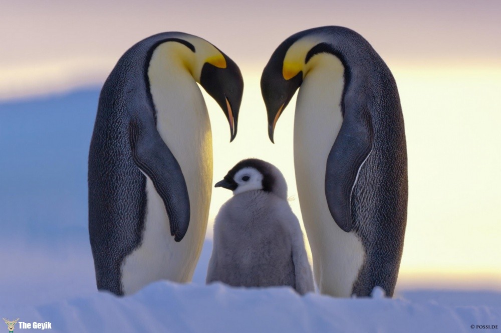 penguen fotoğrafları 2