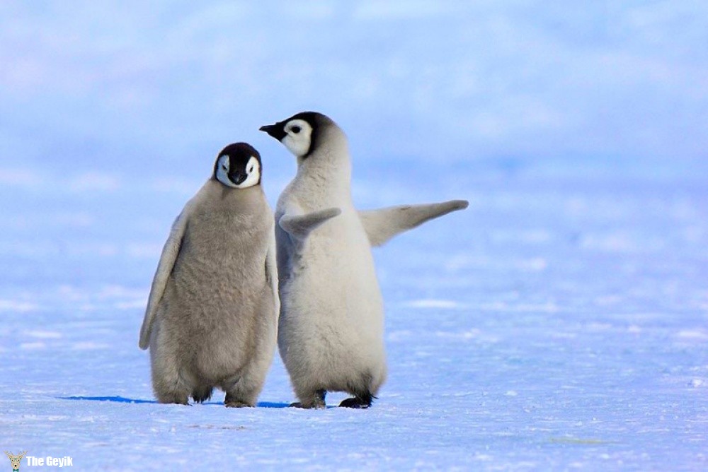 penguen fotoğrafları 6