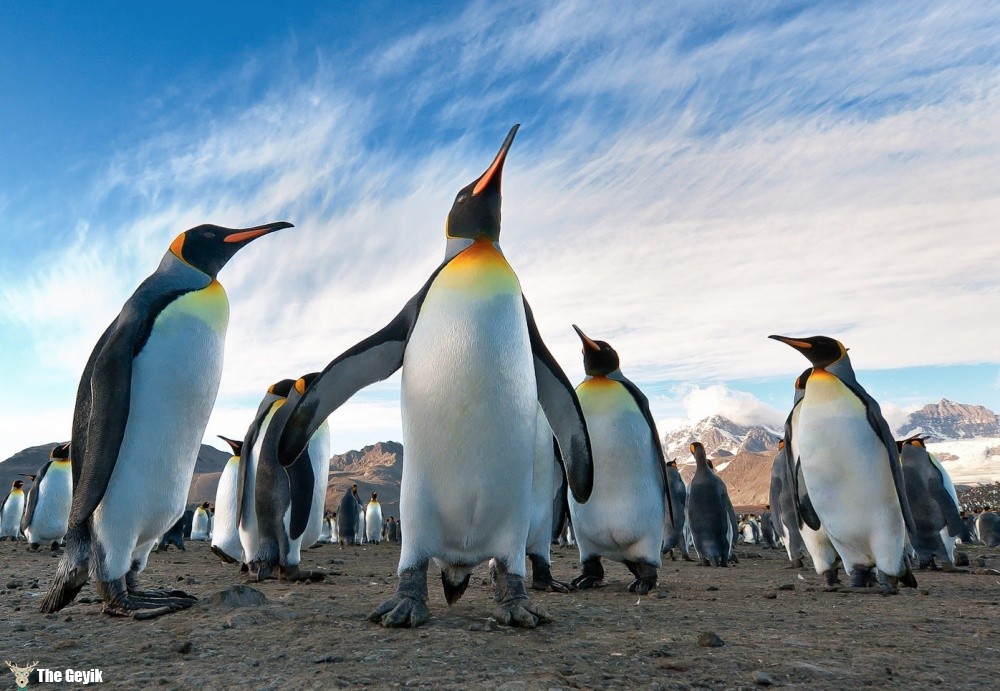 penguen fotoğrafları komik 10