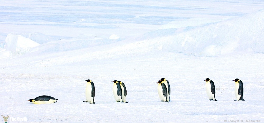 penguen fotoğrafları komik 7