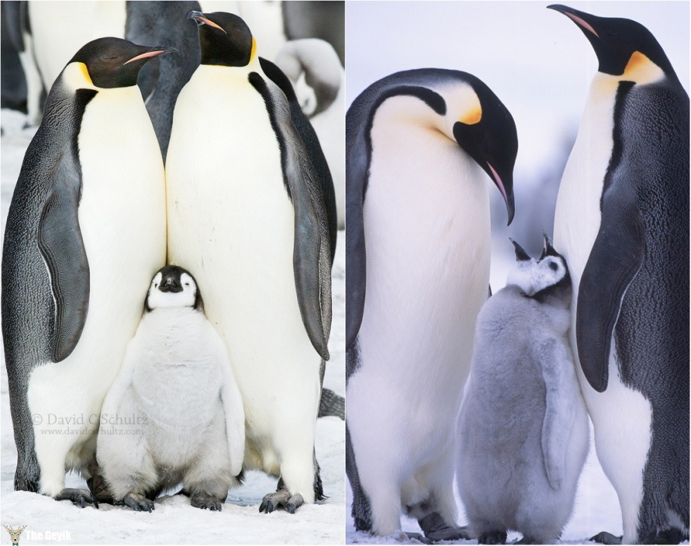penguen fotoğrafları komik 