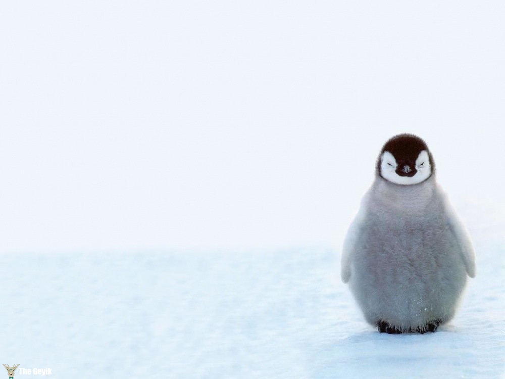 penguen fotoğrafları komik de