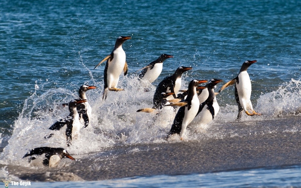 penguen fotoğrafları komik foto