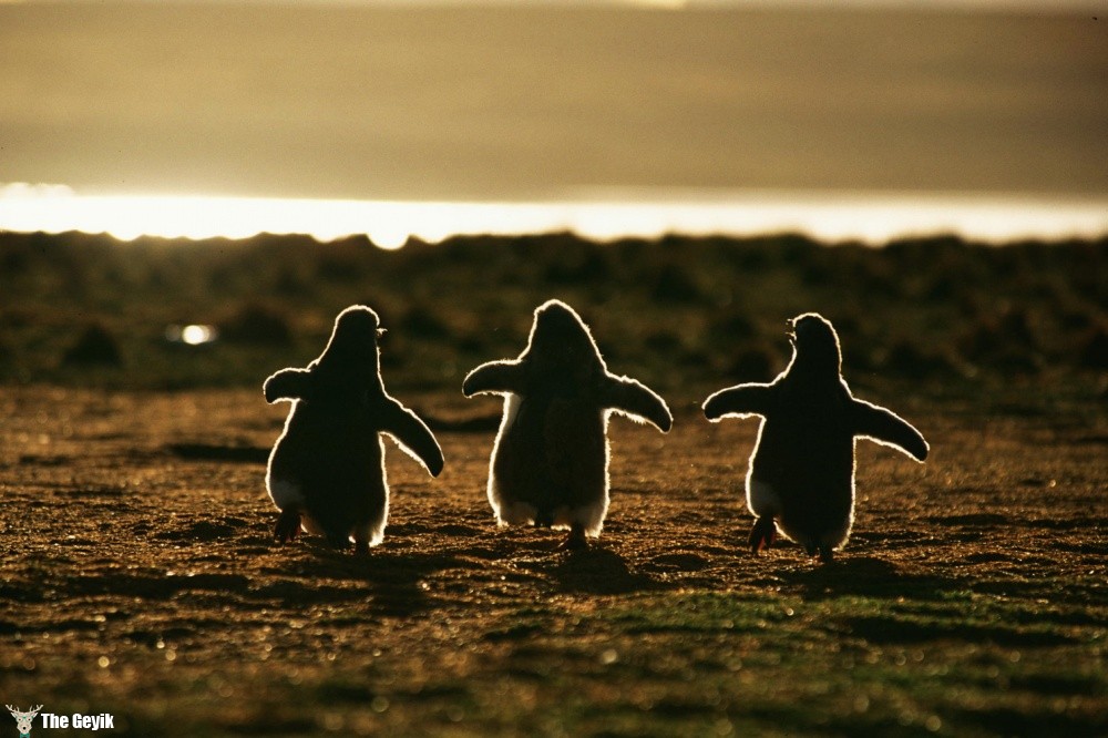 penguen fotoğrafları