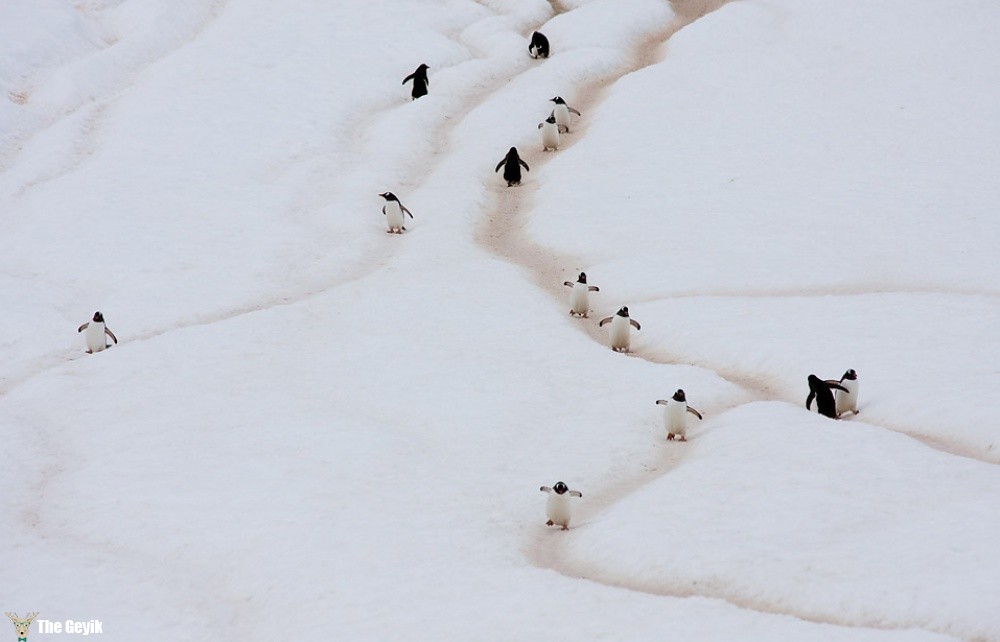 penguen kaydırak