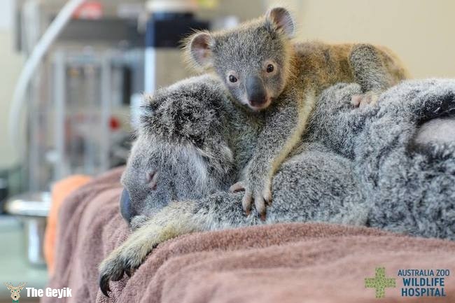 annesini bırakmayan koala