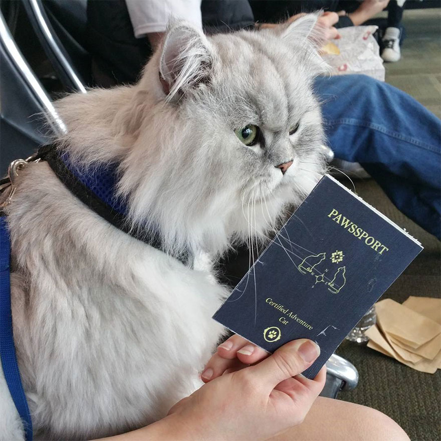 gandalf-cat-travelling-the-world-11