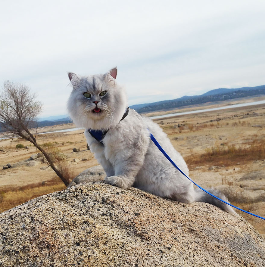 gandalf-cat-travelling-the-world-1