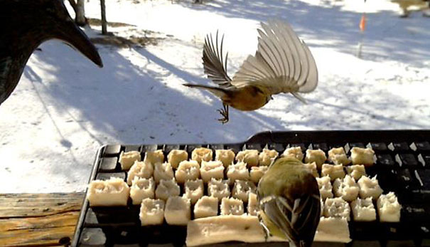 real-birds-on-twitter