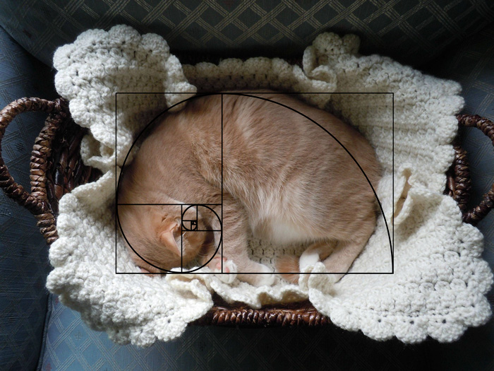 fibonacci-composition-cats-furbonacci-61