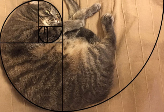 fibonacci-composition-cats-furbonacci-82