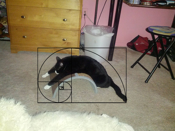 fibonacci-composition-cats-furbonacci-url-10__700