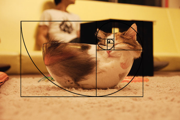 fibonacci-composition-cats-furbonacci-url-2__700