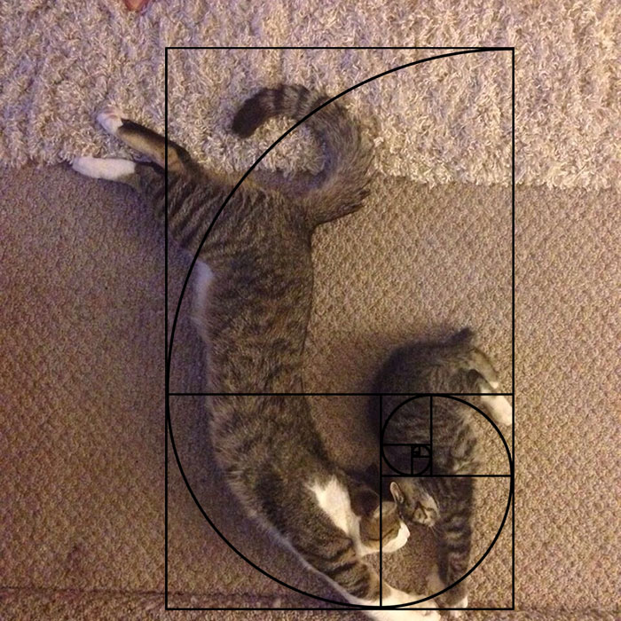 fibonacci-composition-cats-furbonacci-url-6__700