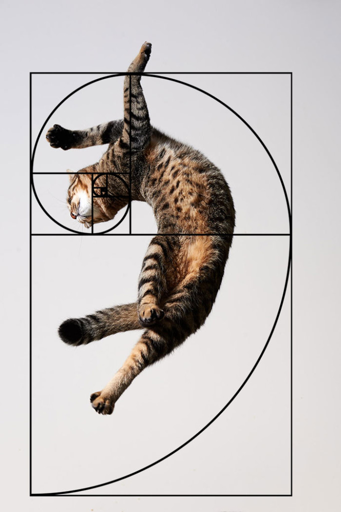 fibonacci-composition-cats-furbonacci-url-7