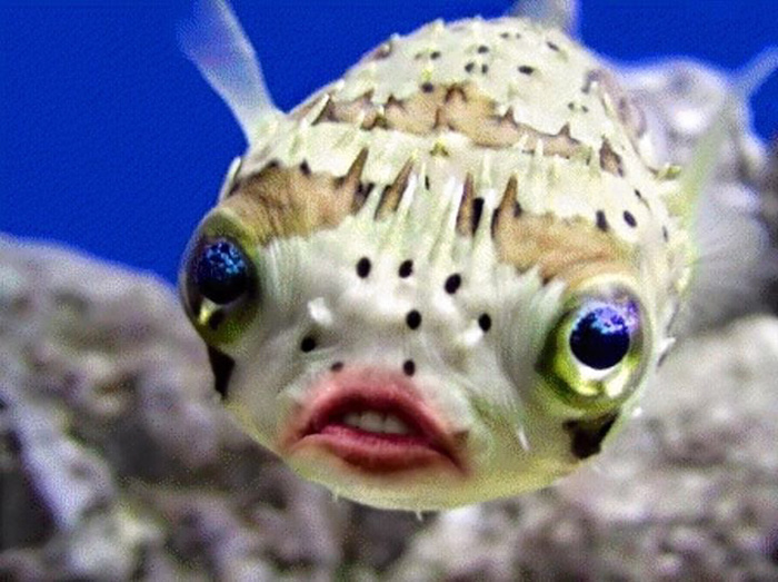 trump-puffer-fish-mouth-photoshop-28__700
