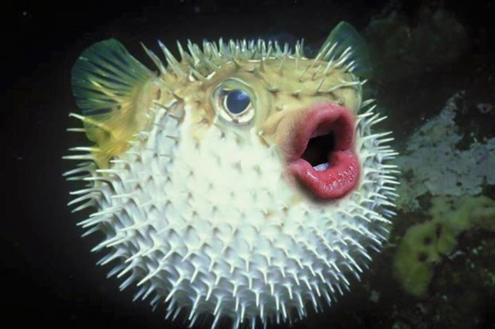 trump-puffer-fish-mouth-photoshop-30__700