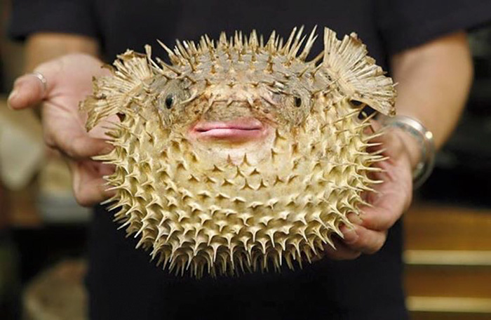 trump-puffer-fish-mouth-photoshop-31__700