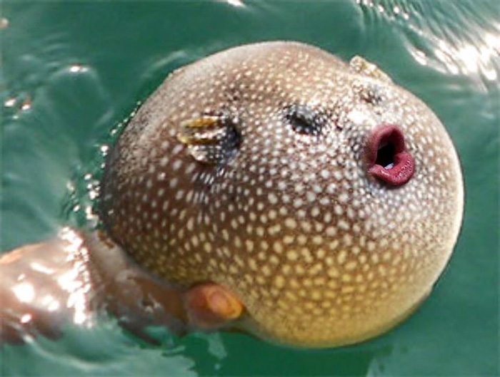 trump-puffer-fish-mouth-photoshop-32__700