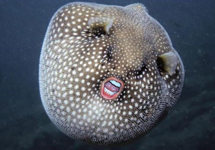trump-puffer-fish-mouth-photoshop-34__700