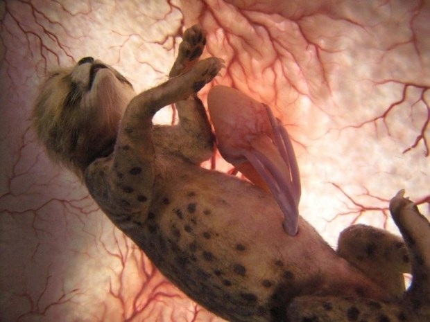 Hayvanların Anne Karnında-rahminde Ultrason Görüntüleri 13