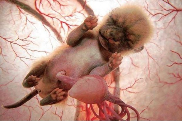 Hayvanların Anne Karnında-rahminde Ultrason Görüntüleri 15