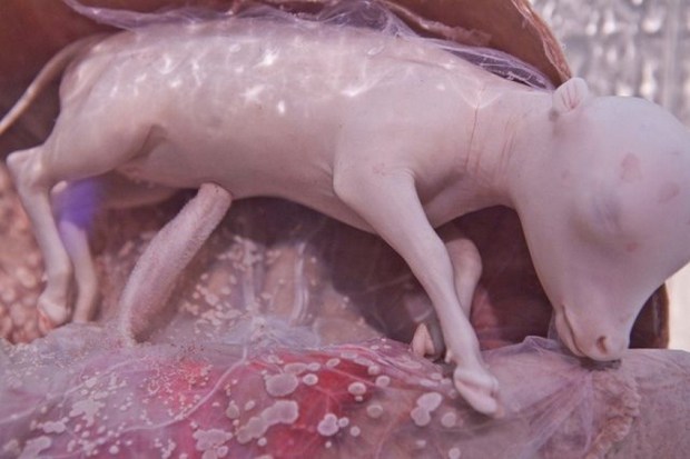 Hayvanların Anne Karnında-rahminde Ultrason Görüntüleri 3