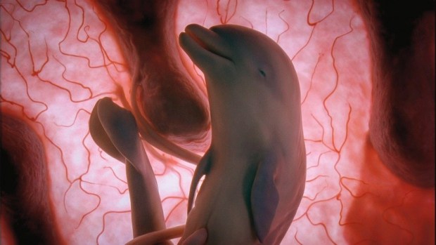 Hayvanların Anne Karnında-rahminde Ultrason Görüntüleri 7