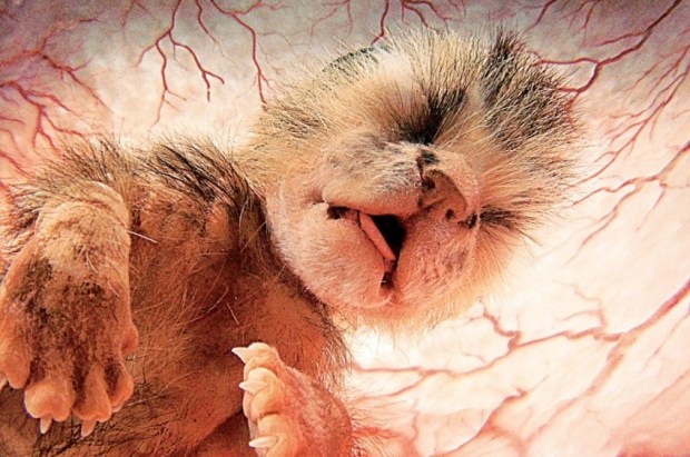 Hayvanların Anne Karnında-rahminde Ultrason Görüntüleri 9