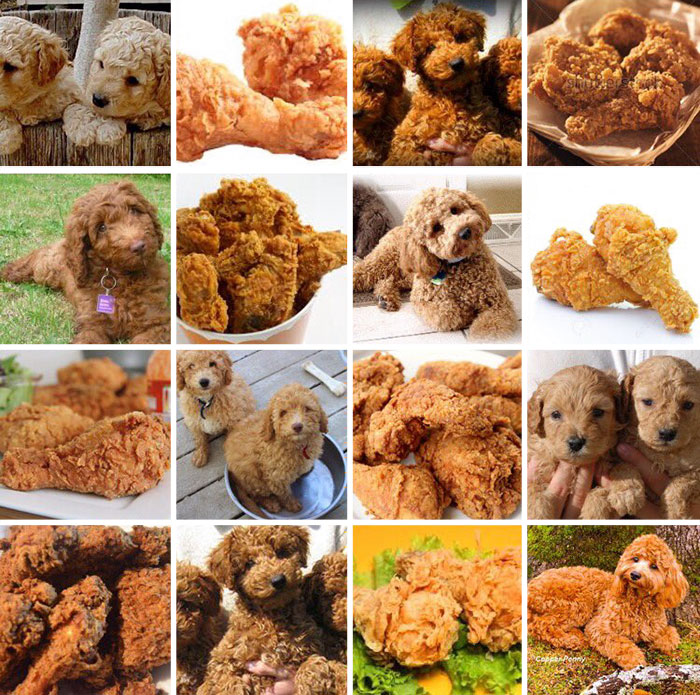 dog-food-comparison-bagel-muffin-lookalike-teenybiscuit-karen-zack-5__700